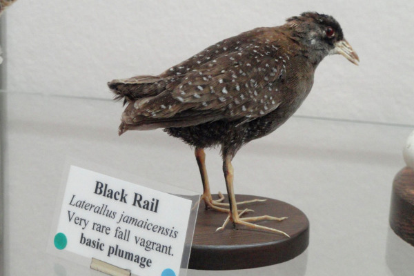 Black Rail