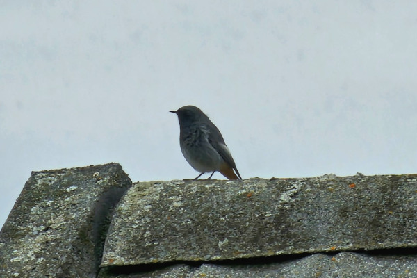 Black Redstart