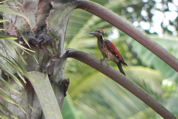 Black-rumped Flameback