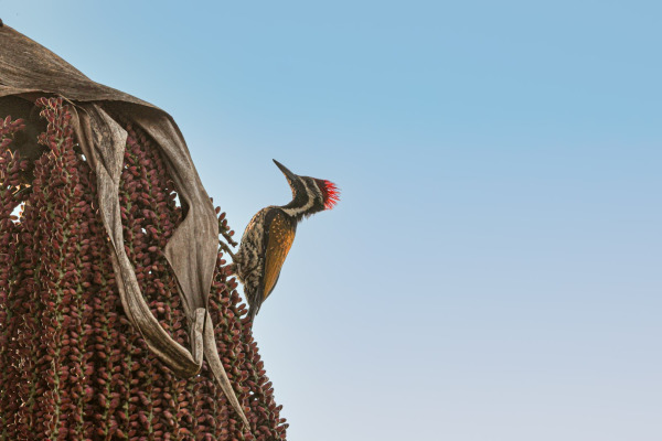 Black-rumped Flameback