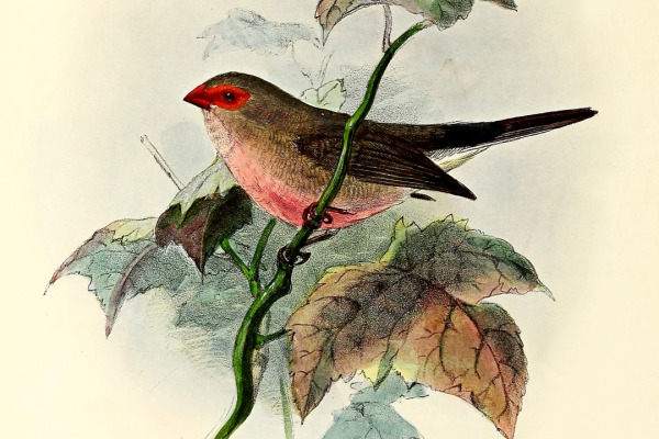 Black-rumped Waxbill