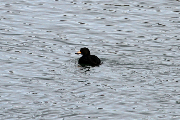 Black Scoter