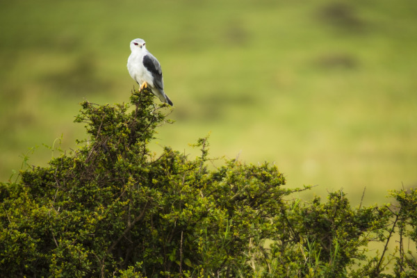 Black-shouldered Kite