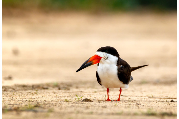 Black Skimmer