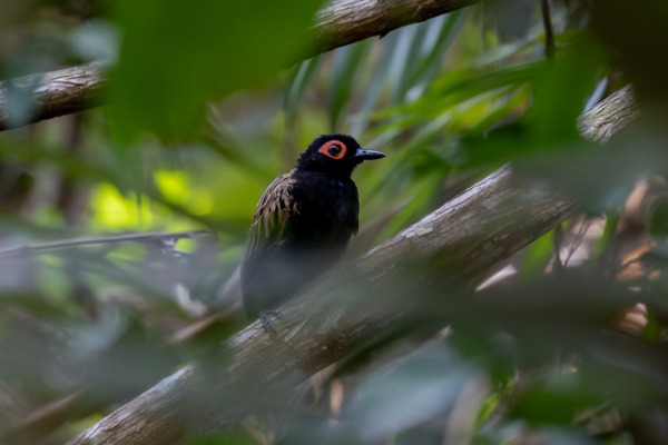 Black-spotted Bare-eye