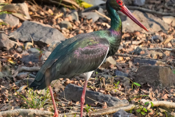 Black Stork
