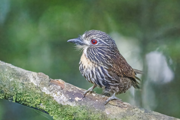 Black-streaked Puffbird