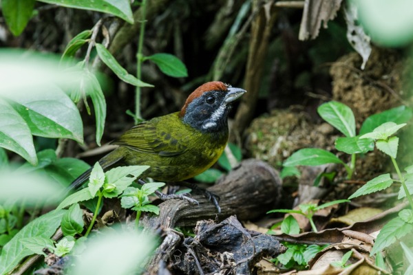Black-striped Sparrow
