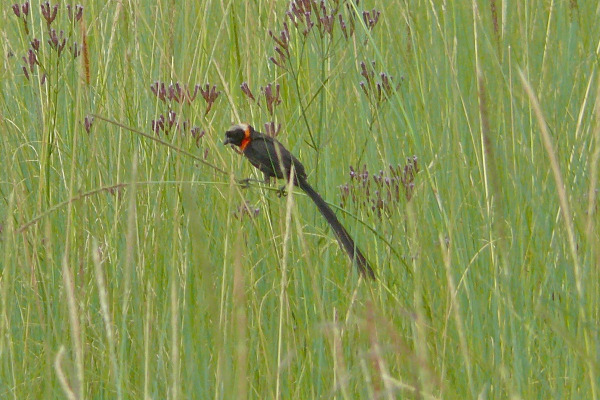 Black-tailed Bishop