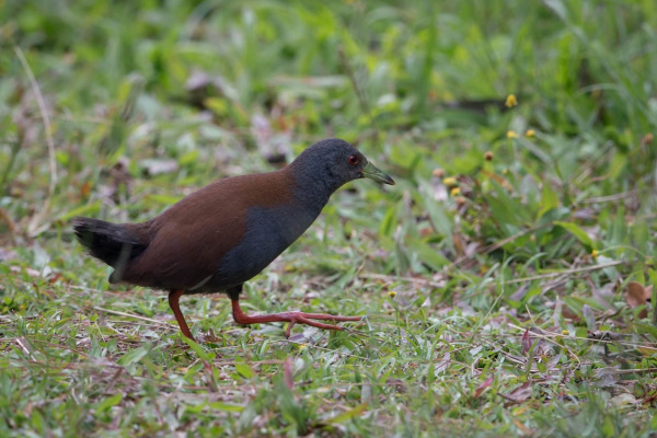 Black-tailed Crake