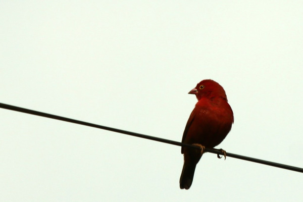 Black-tailed Firefinch