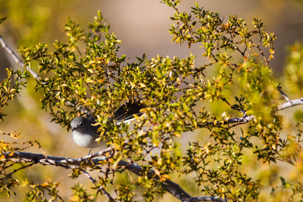 Black-tailed Gnatcatcher