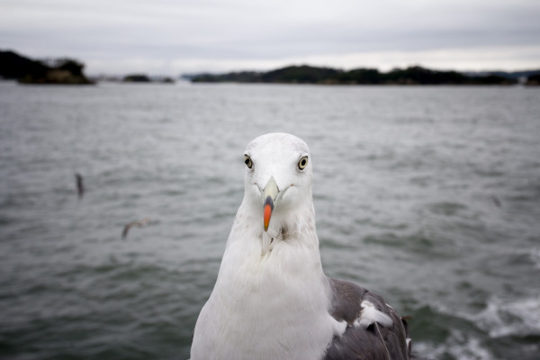 Black-tailed Gull