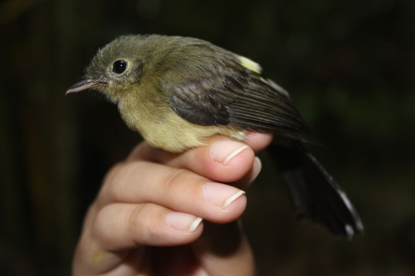 Black-tailed Myiobius