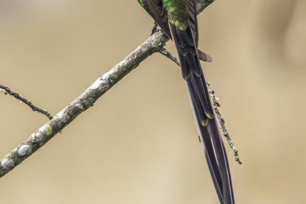 Black-tailed Trainbearer