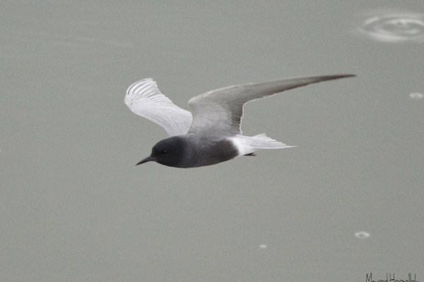 Black Tern