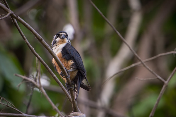 Black-thighed Falconet
