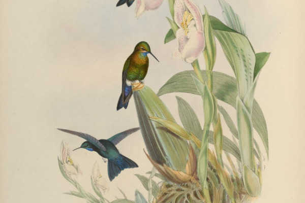 Black-thighed Puffleg