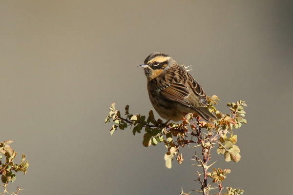 Black-throated Accentor