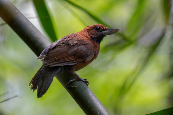 Black-throated Antshrike