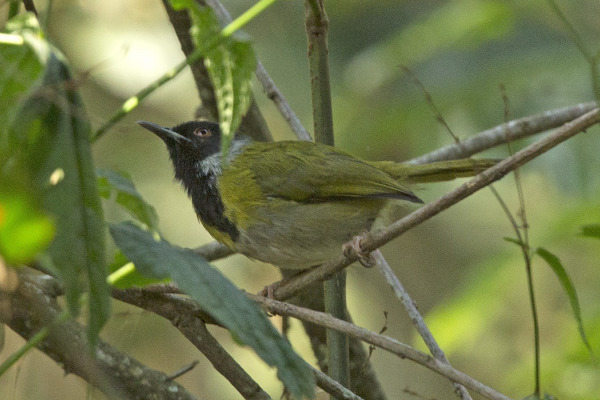 Black-throated Apalis