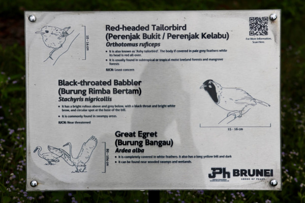 Black-throated Babbler