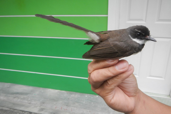 Black-throated Fantail