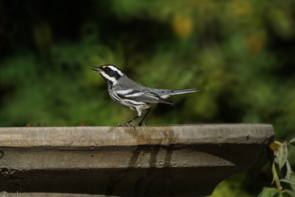 Black-throated Gray Warbler