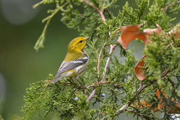 Black-throated Green Warbler
