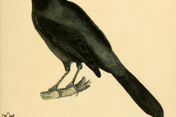 Black-throated Grosbeak