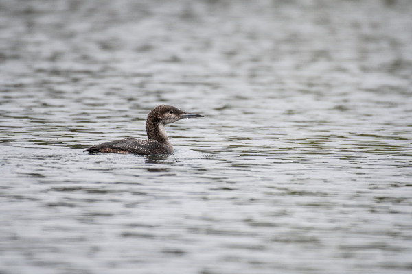 Black-throated Loon