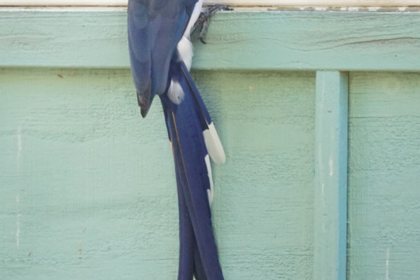Black-throated Magpie-Jay