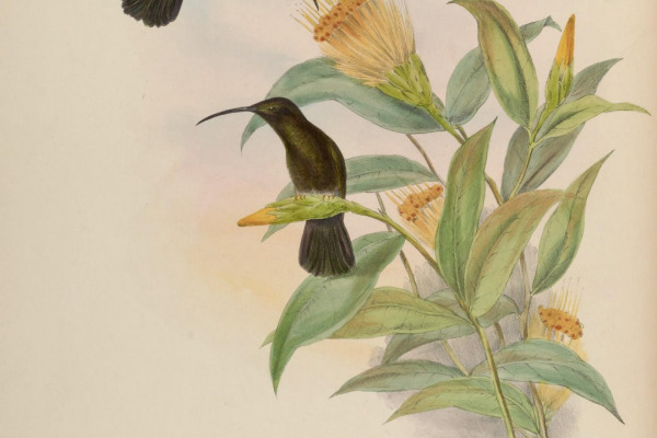 Black-throated Mango