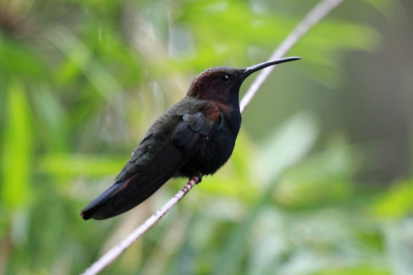 Black-throated Mango