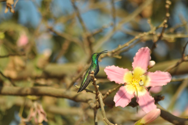 Black-throated Mango
