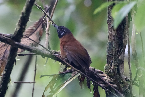 Black-throated Nightingale-Thrush