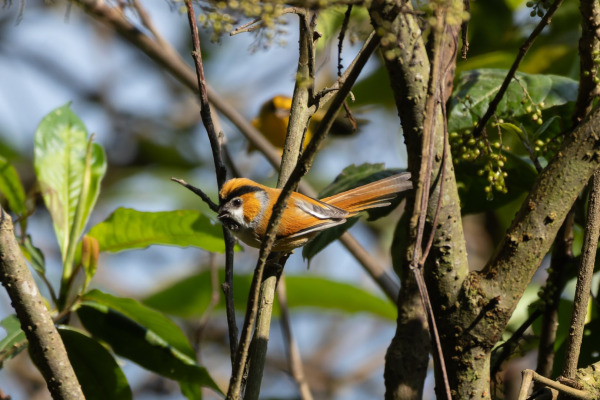 Black-throated Parrotbill