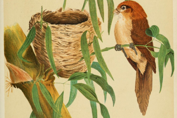 Black-throated Parrotbill