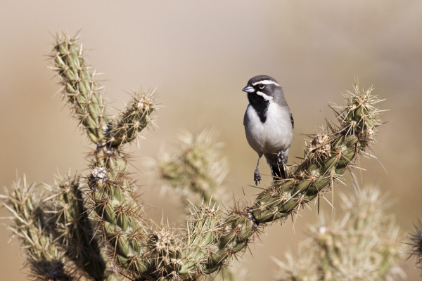 Black-throated Sparrow