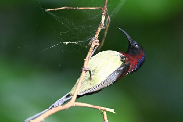 Black-throated Sunbird