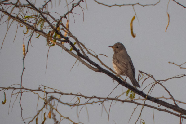 Black-throated Thrush
