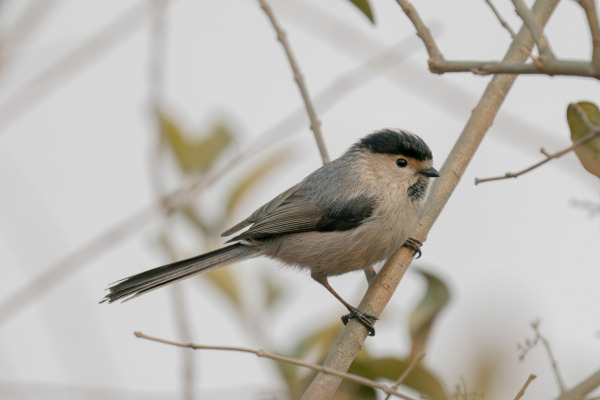 Black-throated Tit