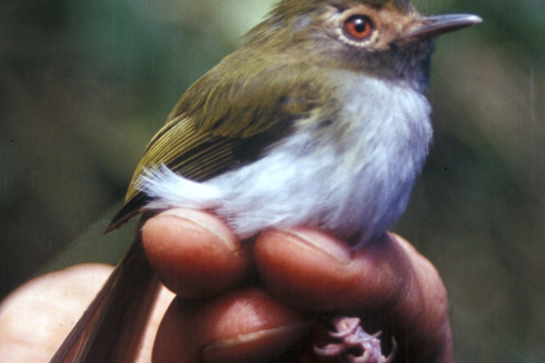 Black-throated Tody-Tyrant