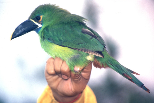 Black-throated Toucanet