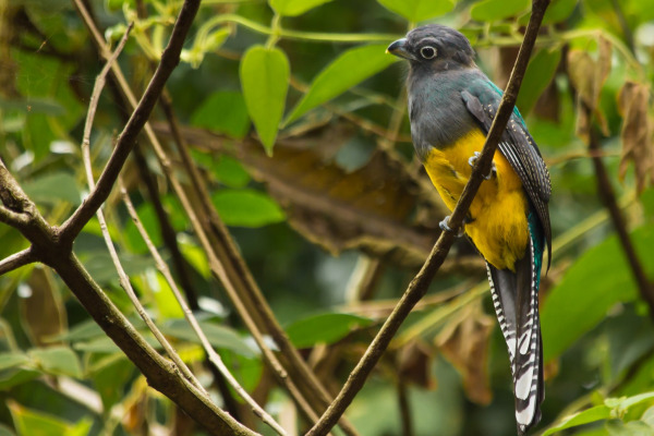 Black-throated Trogon