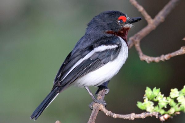 Black-throated Wattle-eye