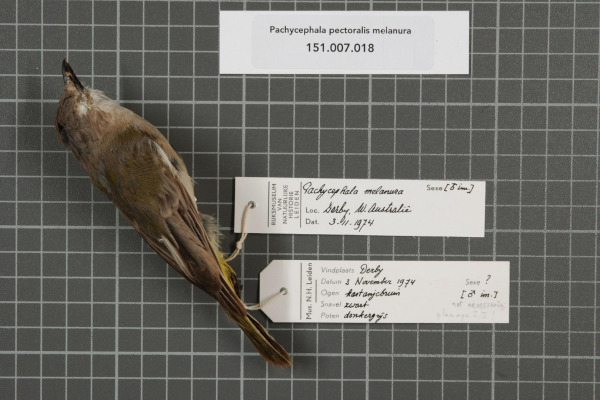 Black-throated Whistler