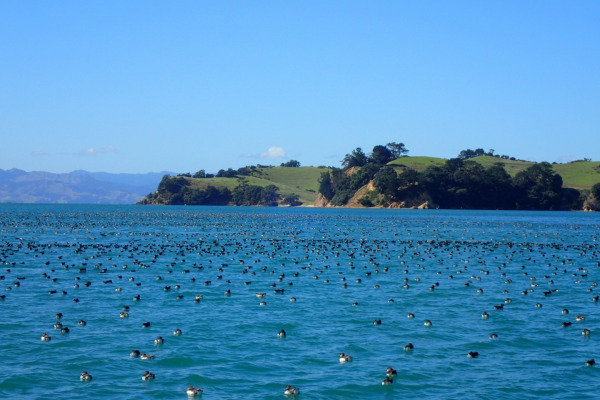 Black-vented Shearwater