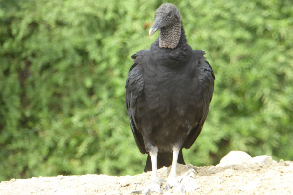 Black Vulture