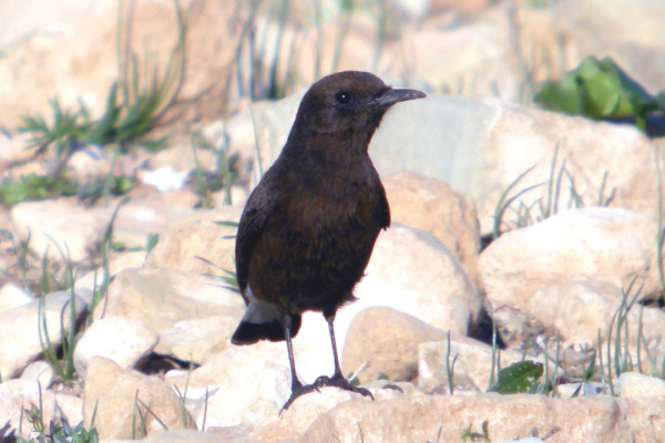 Black Wheatear